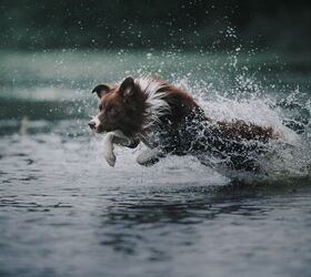 Rare Video of a Tuckered Out Border Collie Captures Hearts