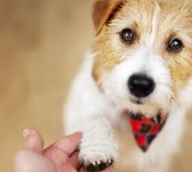 9 Signs Your Pet Is Trying to Tell You Something Important