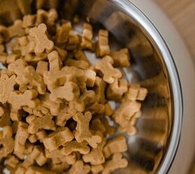 Dog food - image via Canva
