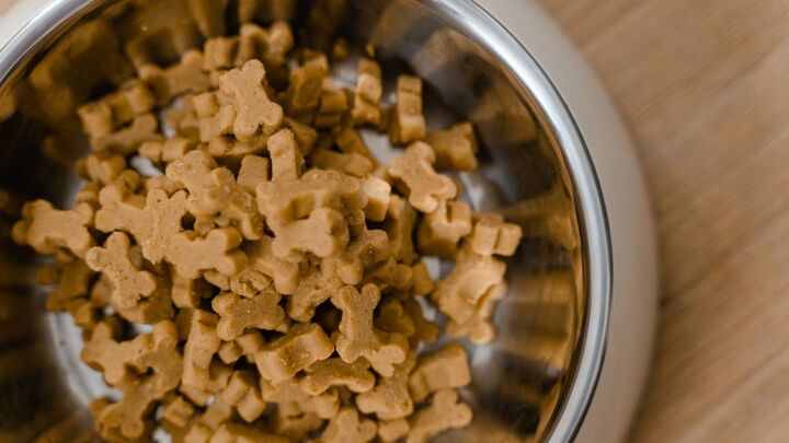 Dog food - image via Canva
