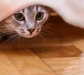 Cat hiding - image via Canva