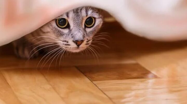 Cat hiding - image via Canva