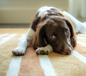 Sleepy dog - image via Canva