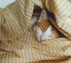 Sleeping cat - image via Canva