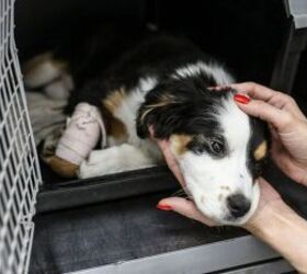 7 Essential Tips for Welcoming a Rescue Dog Into Your Home