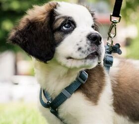 7 essential tips for welcoming a rescue dog into your home, Puppy image via Canva