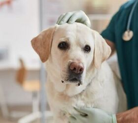7 essential tips for welcoming a rescue dog into your home, Dog with vet image via Canva