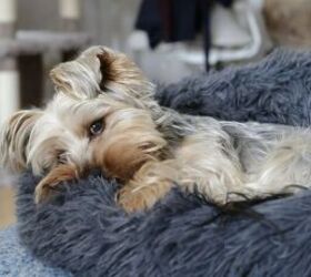 7 essential tips for welcoming a rescue dog into your home, Dog sleeping image via Canva