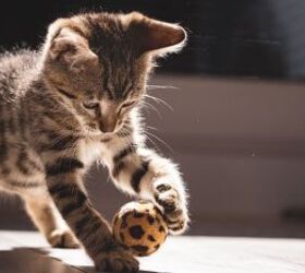Why Your Indoor Cat Still Needs Daily Exercise (+ How to Make It Fun)