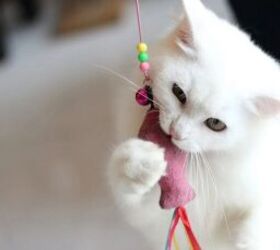 Cat playing - image via Canva