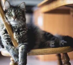 Do Cats Miss Their Owners? Here's What Science Says