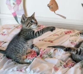 do cats miss their owners here s what science says, Kittens playing image via Canva