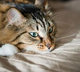 do cats miss their owners here s what science says, Sad cat image via Canva