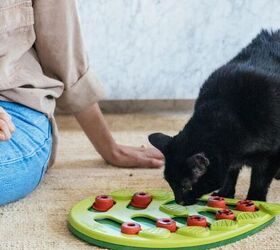 do cats miss their owners here s what science says, Catstages Buggin Out Puzzle Play image via Amazon