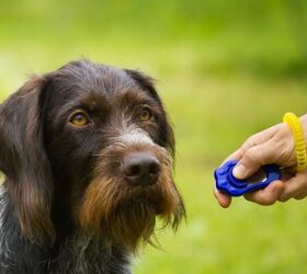 Does Clicker Training Actually Work?