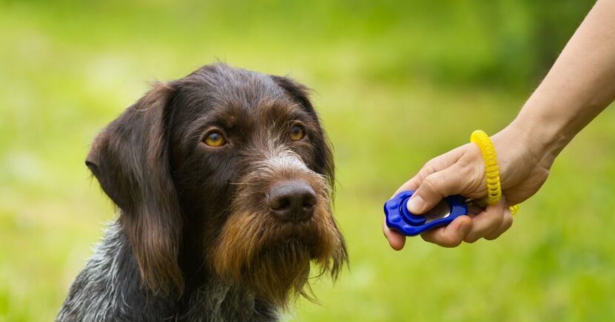 Science Clicker What's the Science Behind Clicker Training? | PetGuide