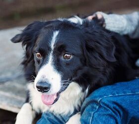 3 Heartwarming Stories of Rescue Dogs Finding Their Forever Homes