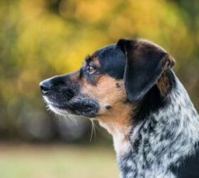 3 heartwarming stories of rescue dogs finding their forever homes, Dog image via Canva