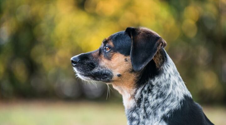 3 heartwarming stories of rescue dogs finding their forever homes, Dog image via Canva
