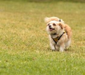 3 heartwarming stories of rescue dogs finding their forever homes, Dog image via Canva