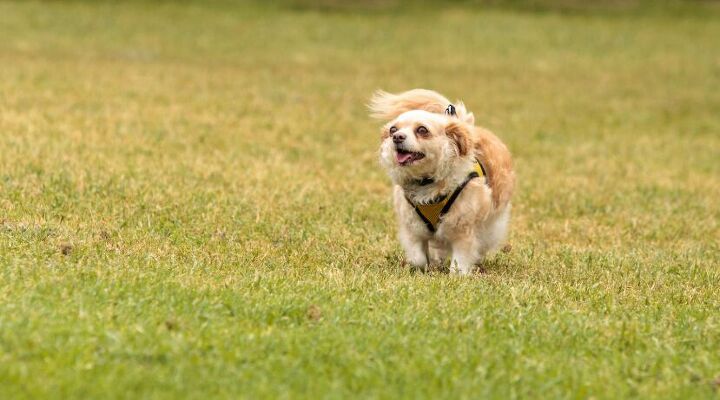 3 heartwarming stories of rescue dogs finding their forever homes, Dog image via Canva