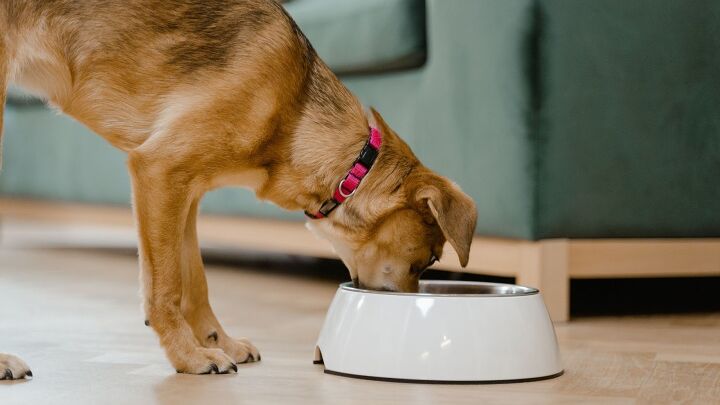 3 heartwarming stories of rescue dogs finding their forever homes, Dog eating image via Canva