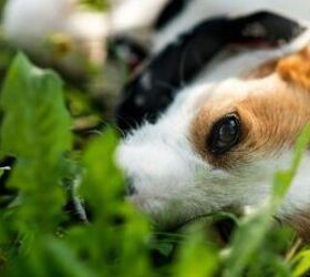 3 heartwarming stories of rescue dogs finding their forever homes, Dog lying on lawn image via Canva