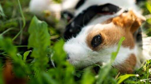3 heartwarming stories of rescue dogs finding their forever homes, Dog lying on lawn image via Canva