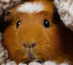 5 great pets for young children to learn and grow with, Guinea pig image via Canva
