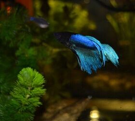 5 great pets for young children to learn and grow with, Betta fish image via Canva