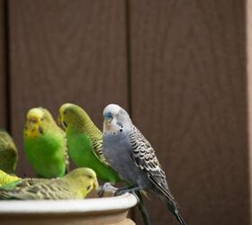 5 great pets for young children to learn and grow with, Budgies image via Canva