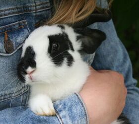 5 great pets for young children to learn and grow with, Bunny rabbit image via Canva