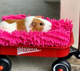 5 Great Pets for Young Children to Learn and Grow With