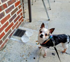Are Communal Water Bowls Safe for Dogs? Not Really!