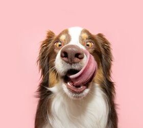 Tips to Capturing Amazing Pics of Your Pooch