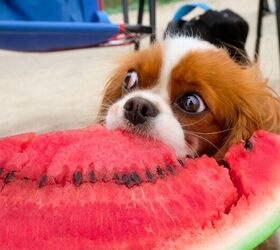 why does my pet stare at me while im eating
