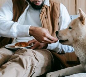 why does my pet stare at me while im eating