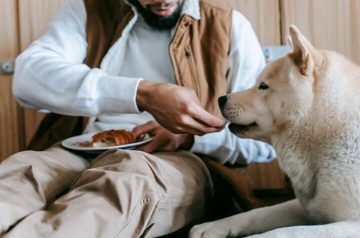 Why Does My Pet Stare at Me While I’m Eating? | PetGuide