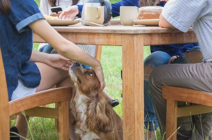 Why Does My Pet Stare at Me While I’m Eating? | PetGuide