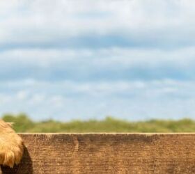Why Does My Dog Walk the Fence Line?