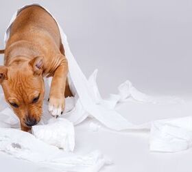 Why Dogs Eat Poop, According to a Canine Behavior Expert