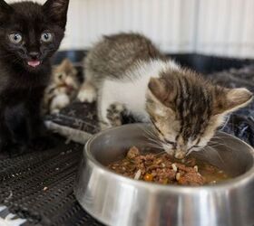 The Top 7 Mistakes New Pet Owners Make (And How to Avoid Them)