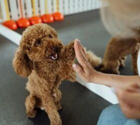 High-fiving dog - image via Canva