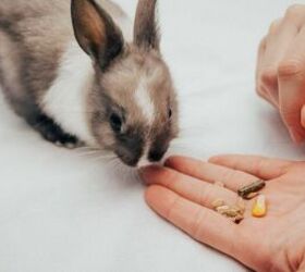 Feeding a rabbit - image via Canva