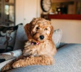 Dog on the couch - image via Canva