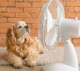Dog by a fan - image via Canva