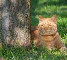 Cat in the shade - image via Canva