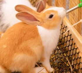 Rabbit drinking water - image via Canva
