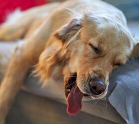 Dog sleeping indoors - image via Canva
