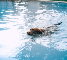 How to Keep Pets Cool and Safe During Heatwaves